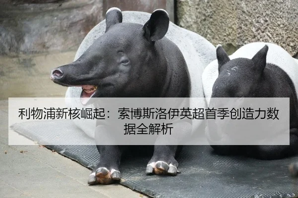 利物浦新核崛起：索博斯洛伊英超首季创造力数据全解析